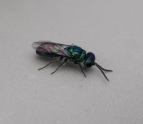 Chrysidini
